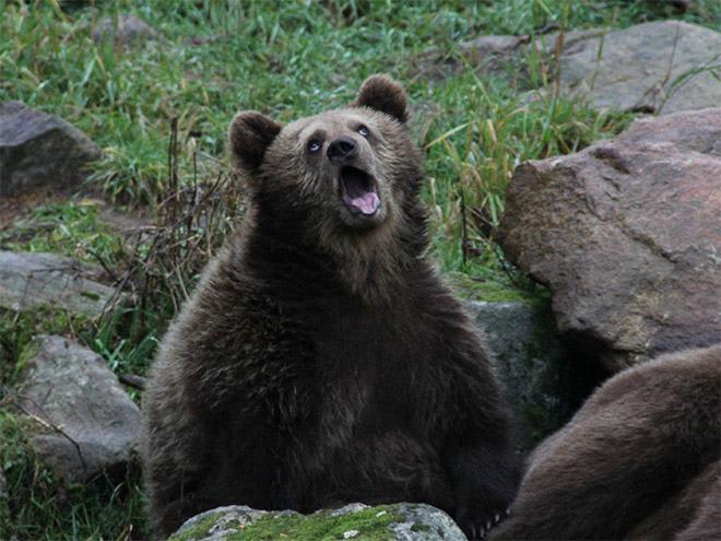 Sarcastic Bear meme template